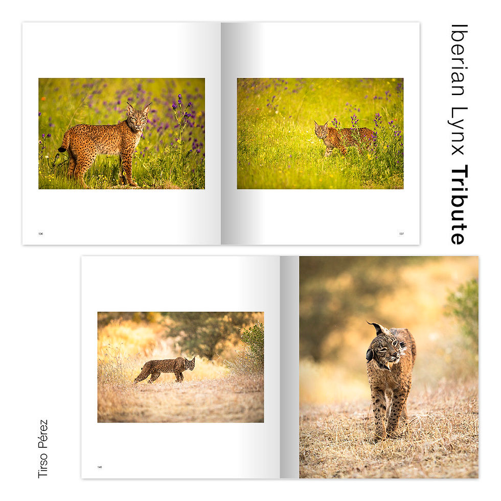 Miniatura: Iberian Lynx Tribute