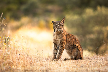 foto lince ibérico andújar jaén lynx expeditions tour ruta hides