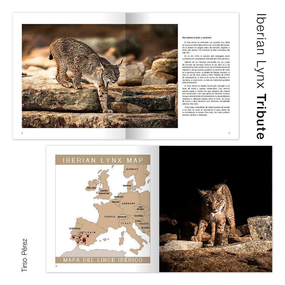 Miniatura: Iberian Lynx Tribute
