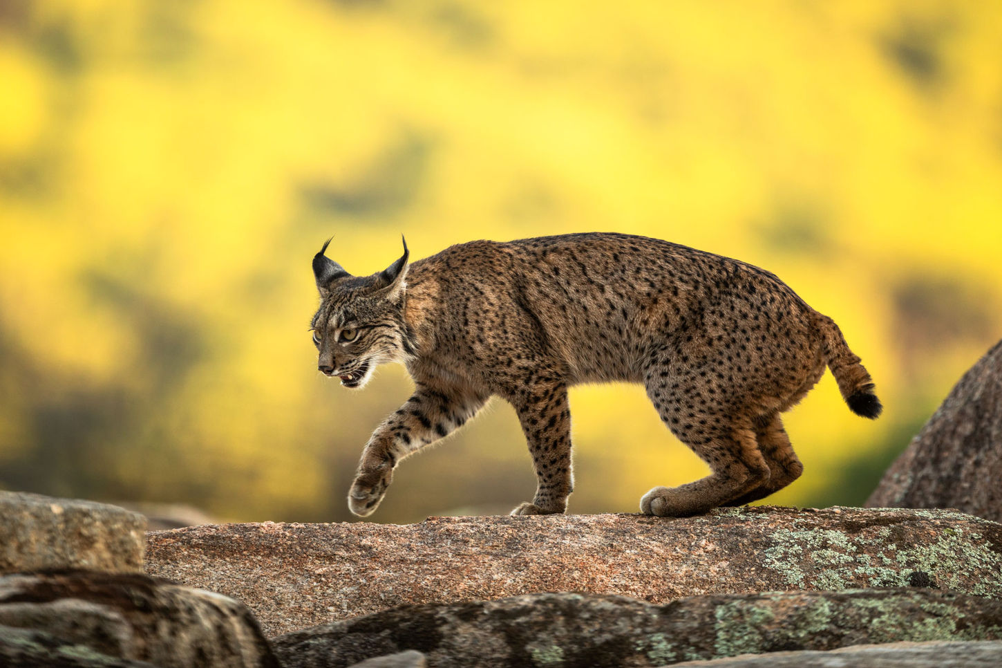 Iberian lynx Sierra de Andújar Jaén hides fotograficos tour ruta lince ibérico fotos