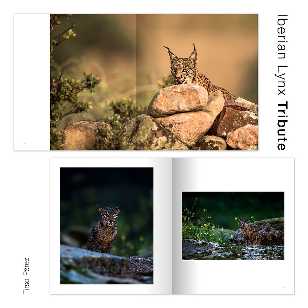 Miniatura: Iberian Lynx Tribute