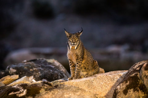 fotos de linces ibéricos Andújar Jaén turismo tour ruta hides de observación fotográficos