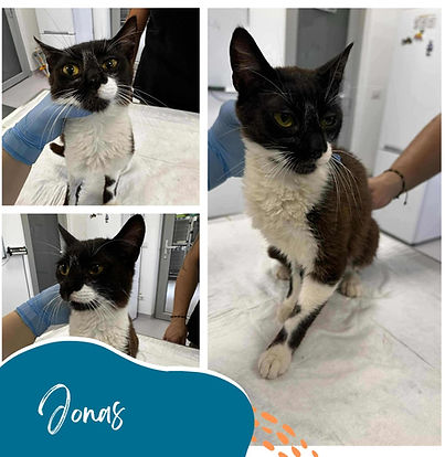 Jonas