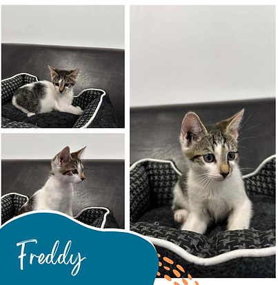 Freddy