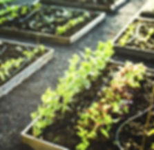 Planting Boxes