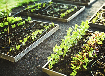 Planting Boxes