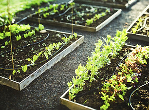 Planting Boxes