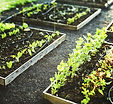 Planting Boxes