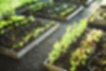 Planting Boxes