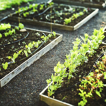 Planting Boxes 
