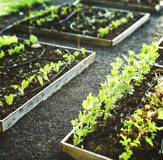 Planting Boxes