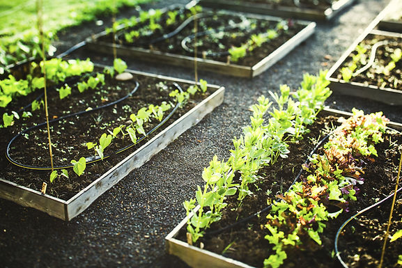 Giving Garden