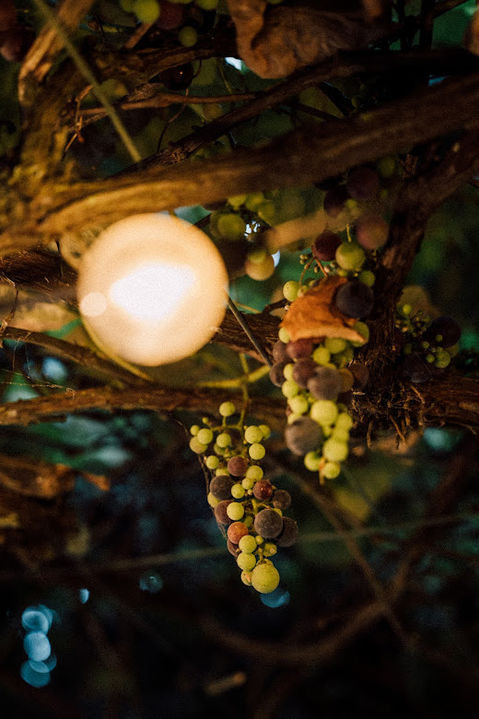 60-year-old Uva Morangueiro grape tree ready for harvest in September at Vivenda Felicidade food forest, Sintra, Lisbon, Portugal