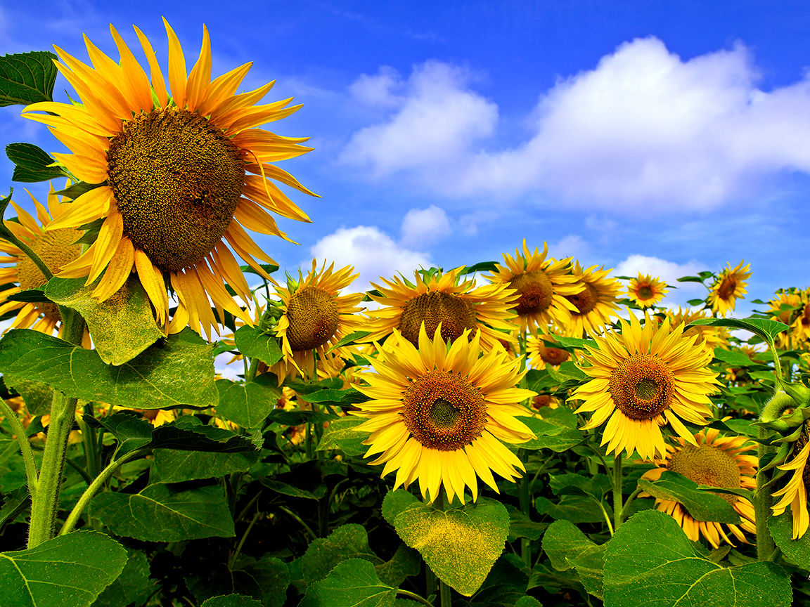 Follow the Sun