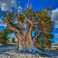 Twisted Bristlecone Pine tree daytime