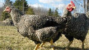 Chicken in the Freezer
