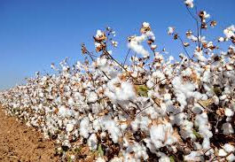 Cotton Tales