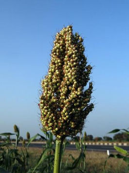 The Strong Legumes