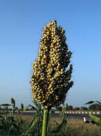 The Strong Legumes