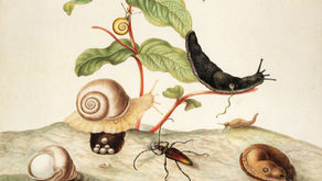 Vintage botanical illustration by Maria Sibylla Merian showing snails, slug, and beetle among flowering plants and soil — ecological imagery for a blog post on the heart as topsoil and inner spiritual landscape.