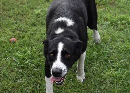 Adopt A Dog Animal Lovers Of Edisto Canine Rescue South Carolina