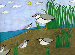 BL_PloverReeds_5x7086