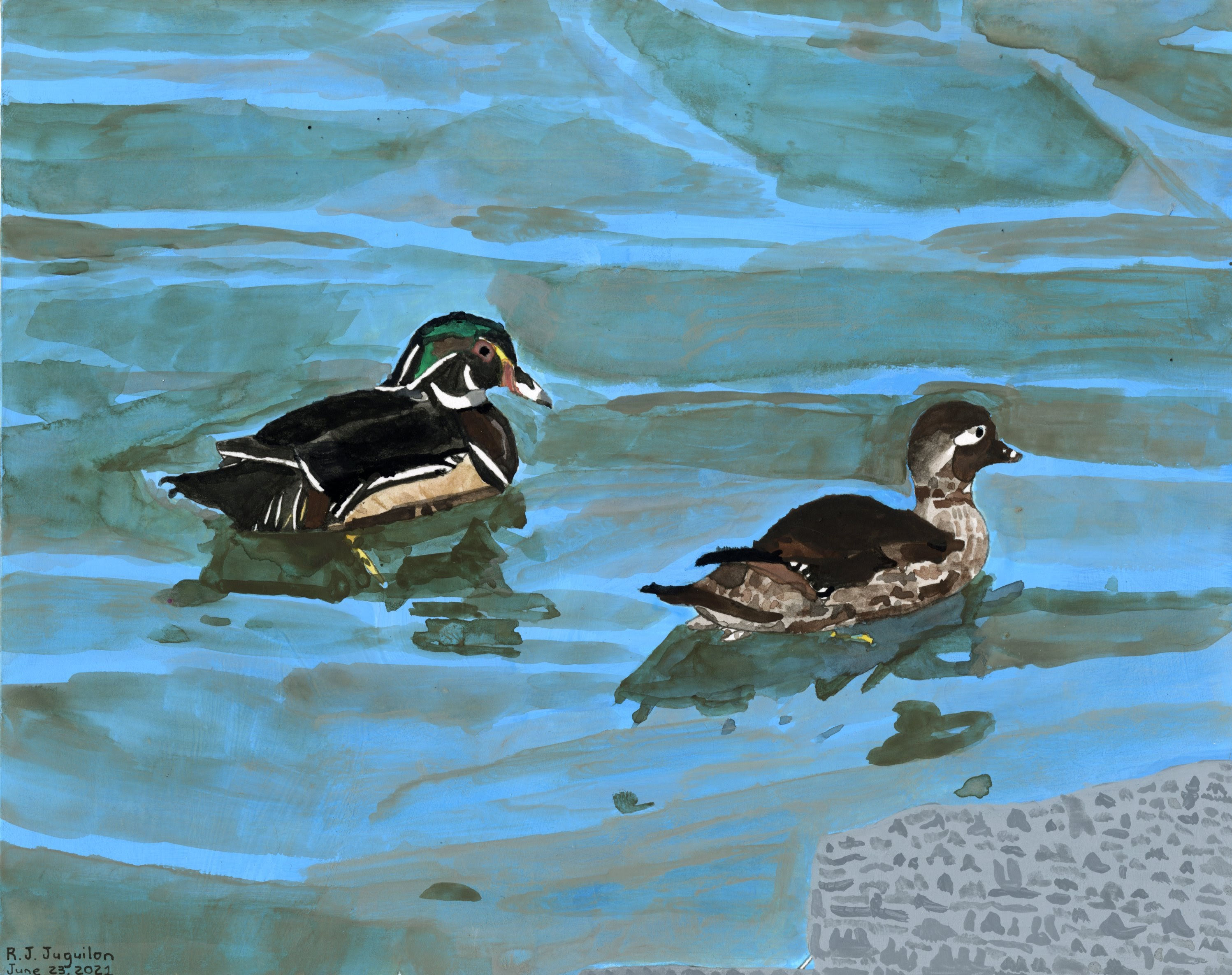 Painting of two small brown ducks swimming parallel to eachother in a clear body of water