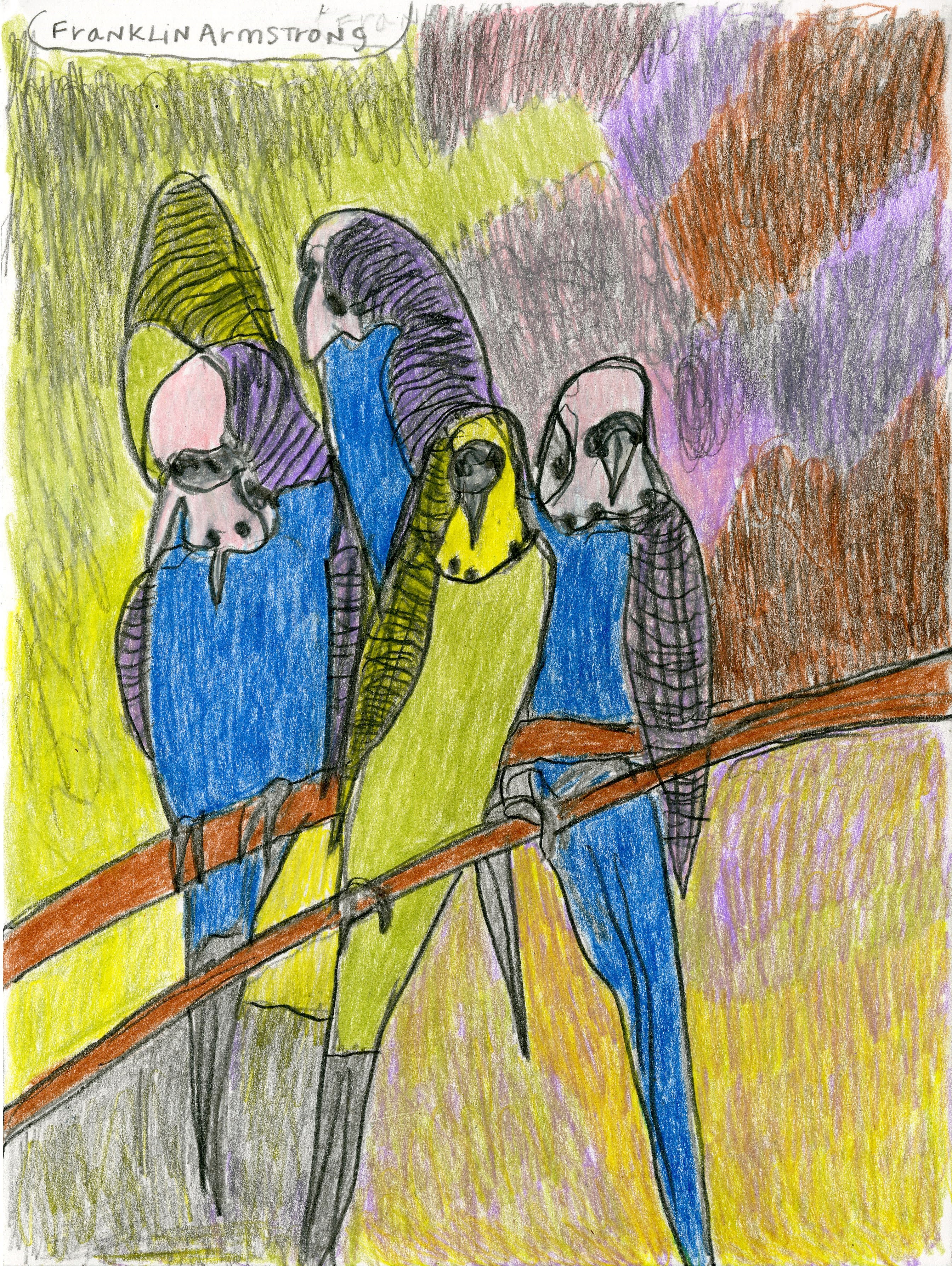 "Parakeets" by Franklin Armstrong