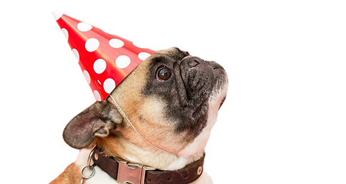 Dog wearing party hat