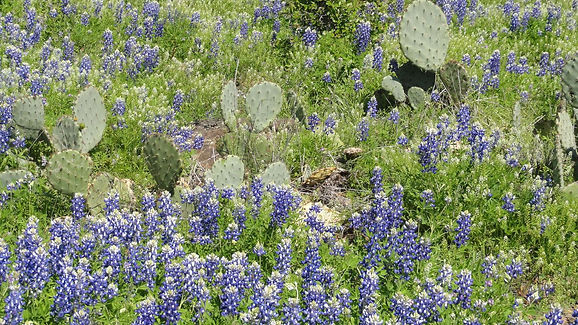 1920x1080-3028439-bluebonnets_cactus_flowers_spring_texas_wildflowers.jpg