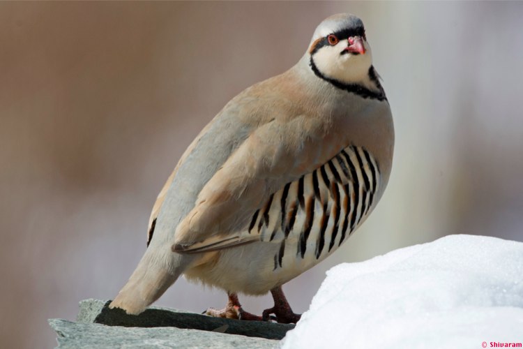 Chukar