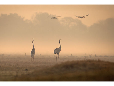 The Sarus That Dances Together, Stays Together