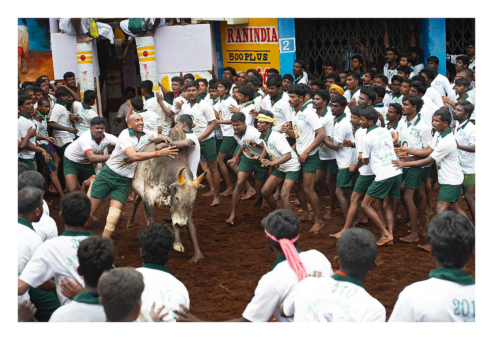 A bull is released from the vaadivaasal,