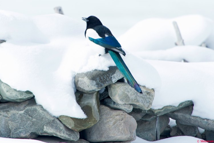black- billed magpie