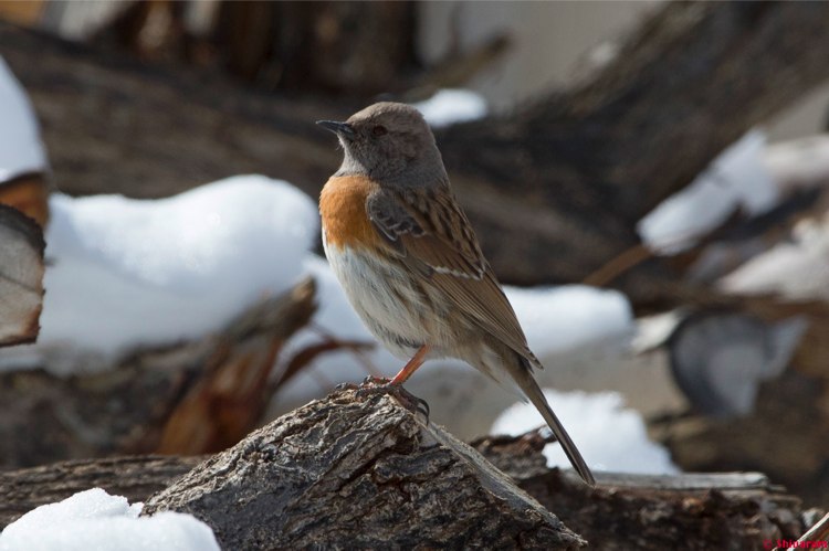 Robin Accentor