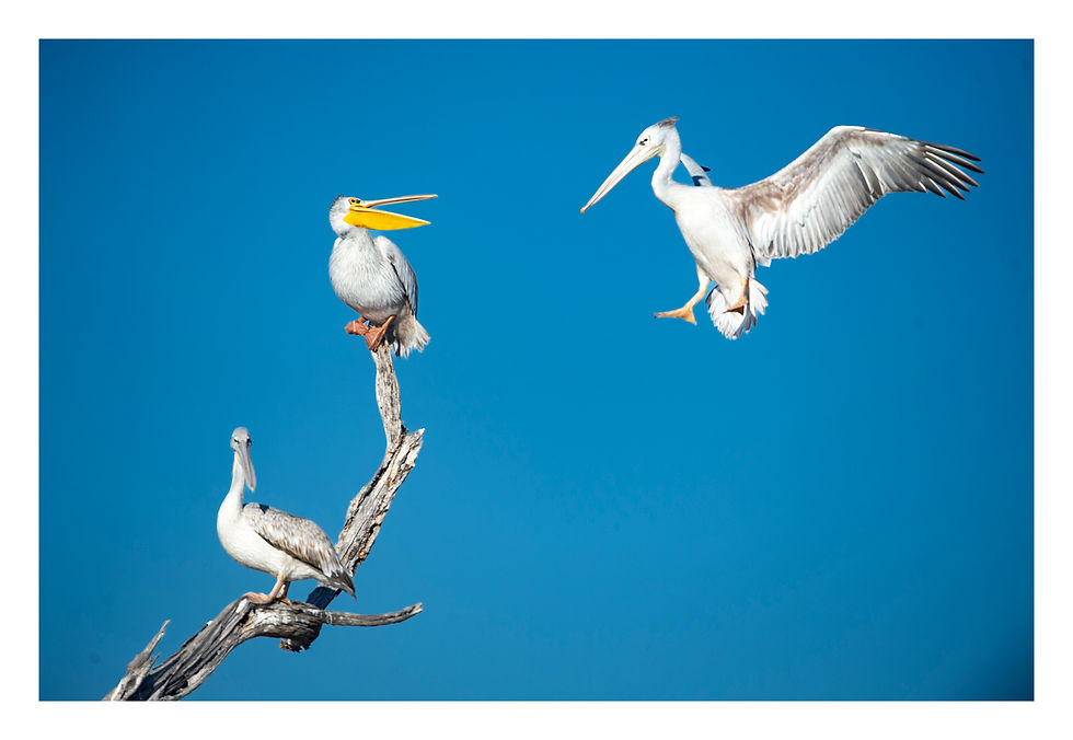 Pelican- Botswana /2017