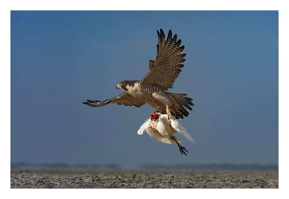 Peregrine Falcon-LRK-2019