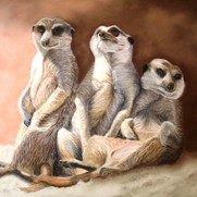 new meerkats sw.jpeg