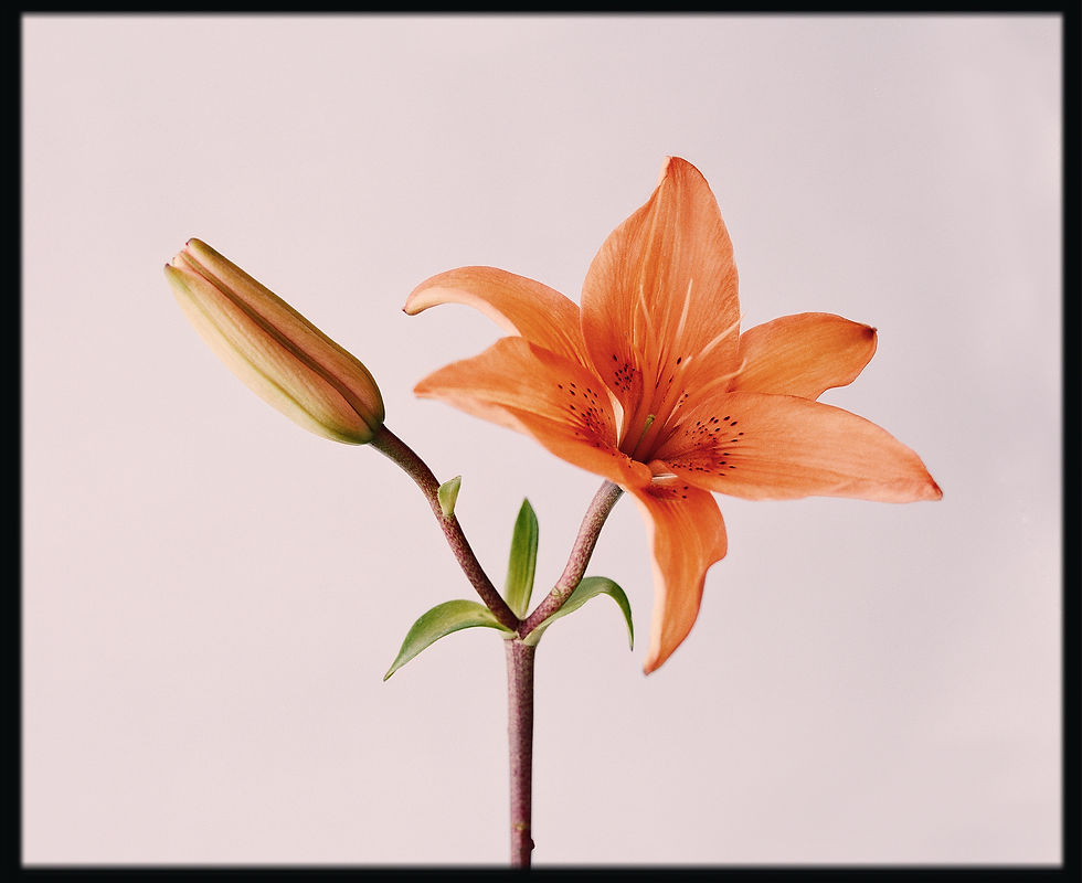 Jesse Jacques Photography - Jesse Jacques Photo - Rolleiflex used to photograph a flower on Kodak Portra 800 for magazine