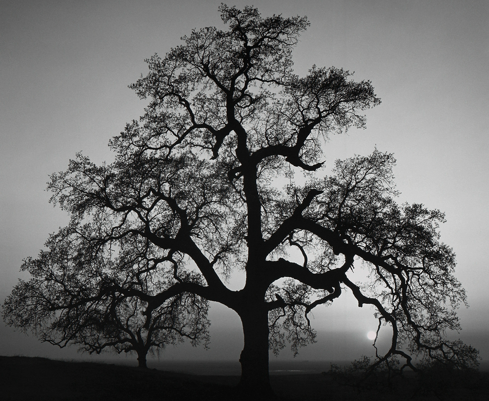 Ansel Adams Oak Tree, Sunset City, California, 1962 film photography print