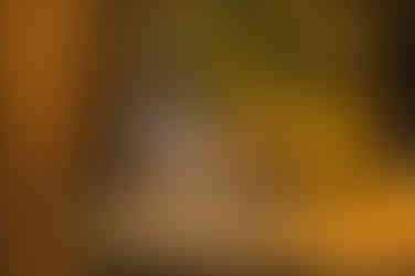 The Curious Table by Bell Brook Farm and Serena Burroughs Photography in Worcester Massachusetts