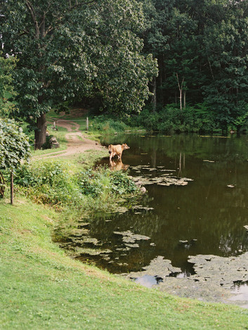 Curious Table Event by Bell Brook Farm, Photography by Serena Burroughs in Central Massachusetts