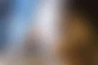 The Curious Table by Bell Brook Farm and Serena Burroughs Photography in Worcester Massachusetts