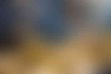 The Curious Table by Bell Brook Farm and Serena Burroughs Photography in Worcester Massachusetts