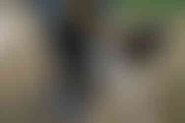 The Curious Table by Bell Brook Farm and Serena Burroughs Photography in Worcester Massachusetts