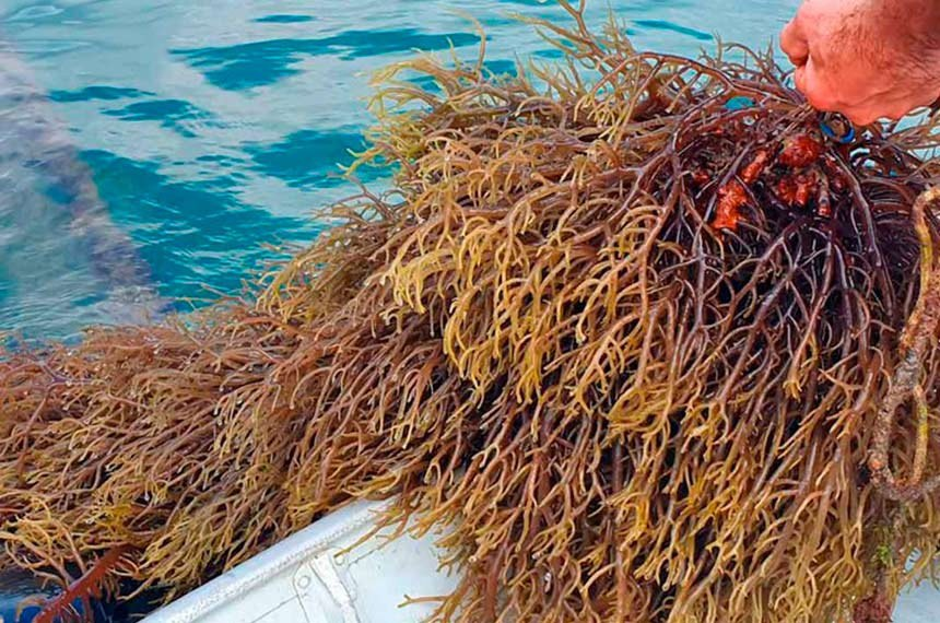 Kappaphycus alvarezii