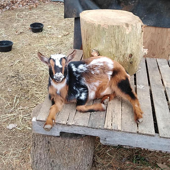 Muenster is laying on a pallet with his legs sprawled out looking up at the camera. He is Black, Brown, and White with a black and white speckled nose and cute brown eyes.