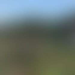 Ungdomsgjengen som former fremtidsskogen