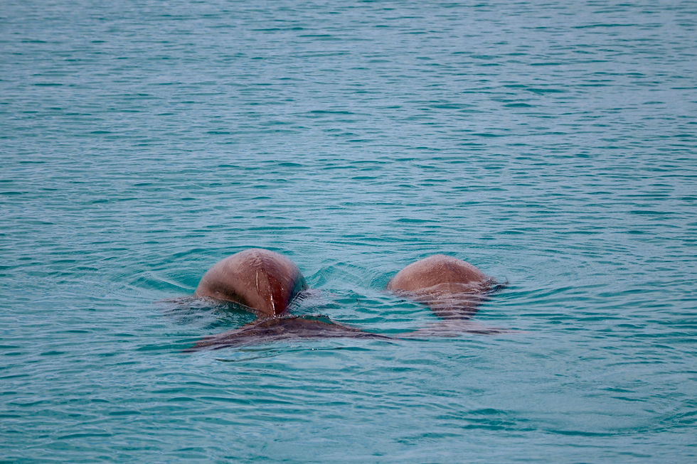 ２頭の野生ジュゴン（オーストラリア）（撮影：高橋力也）