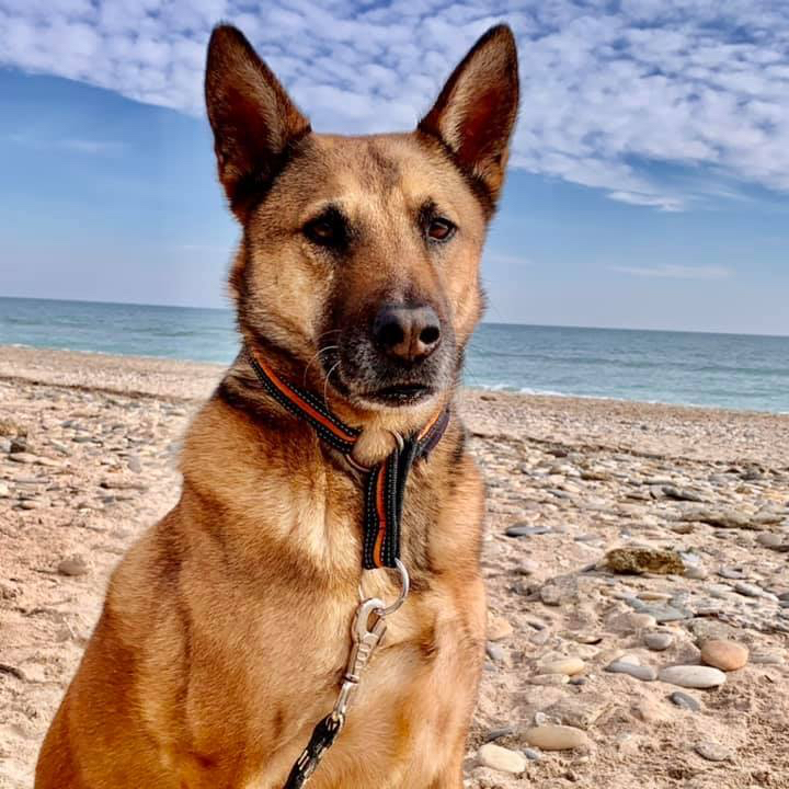 Robin et ses animaux